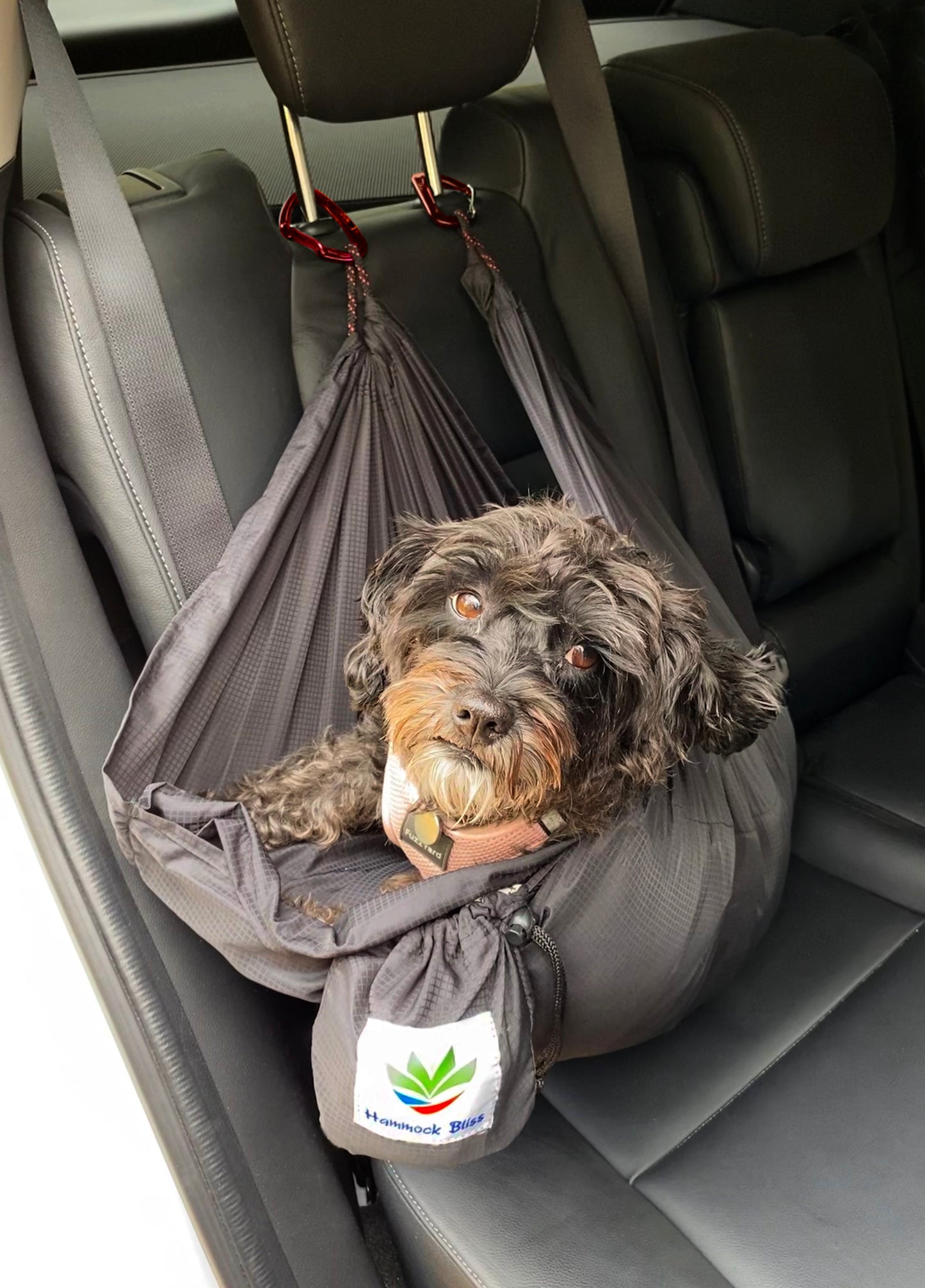 Sky Dog-3